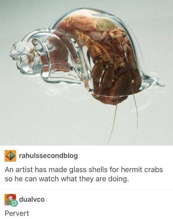 memes - hermit crab glass shell - rahulssecondblog An artist has made glass shells for hermit crabs so he can watch what they are doing. dualvco Pervert