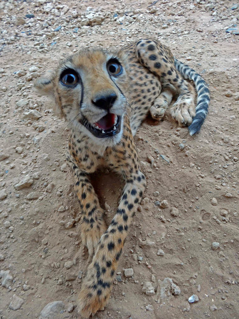 memes - female cheetah