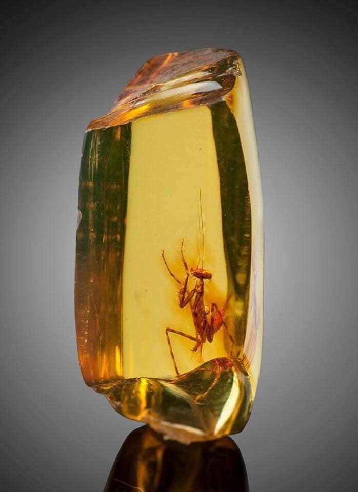memes - praying mantis in amber