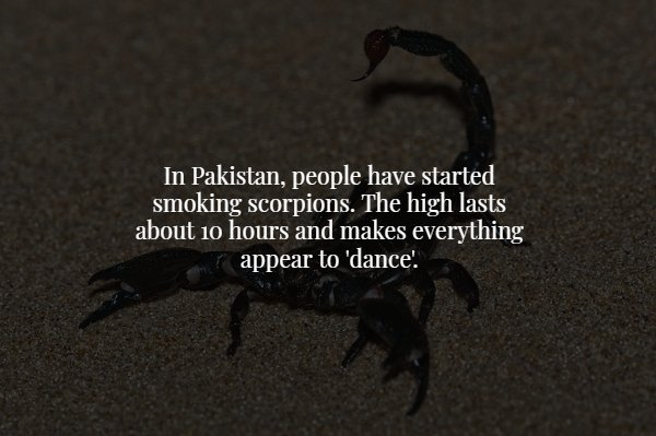 wtf facts - scorpion - In Pakistan, people have started smoking scorpions. The high lasts about 10 hours and makes everything appear to 'dance!