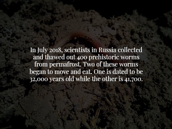 wtf facts - soil - In , scientists in Russia collected and thawed out 400 prehistoric worms from permafrost. Two of these worms began to move and eat. One is dated to be 32,000 years old while the other is 41,700.