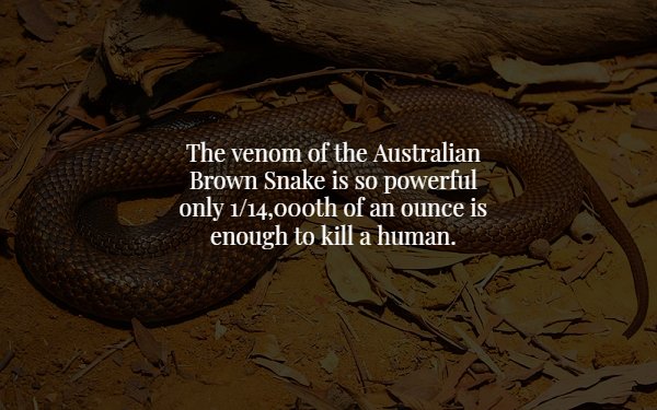 wtf facts - western brown snake - The venom of the Australian Brown Snake is so powerful only 114,00oth of an ounce is enough to kill a human.
