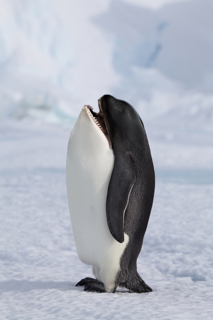 memes - emperor penguin