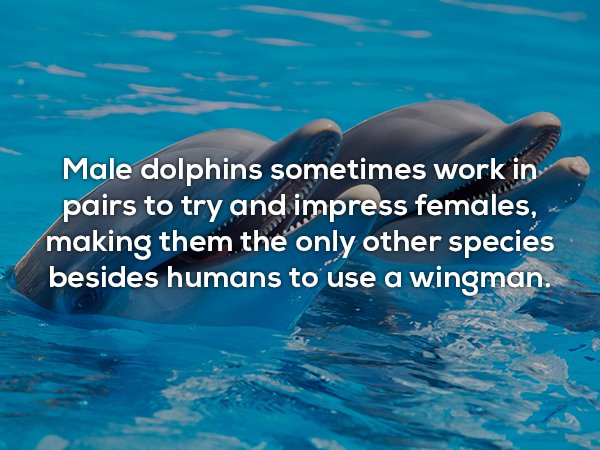cute dolphins - Male dolphins sometimes work in pairs to try and impress females, making them the only other species besides humans to use a wingman.