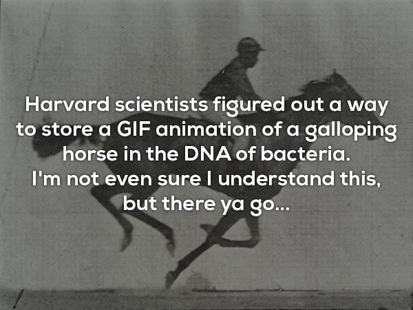 eadweard muybridge horse - Harvard scientists figured out a way to store a Gif animation of a galloping horse in the Dna of bacteria. I'm not even sure I understand this, but there ya go...