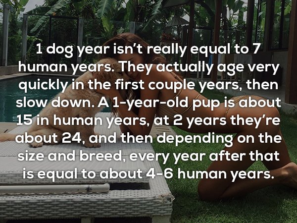 tree - 1 dog year isn't really equal to 7 human years. They actually age very quickly in the first couple years, then slow down. A 1yearold pup is about 15 in human years, at 2 years they're about 24, and then depending on the size and breed, every year a