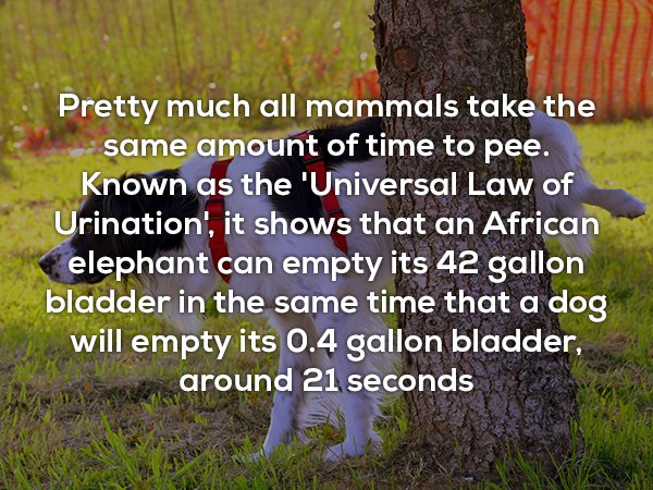 nature - Pretty much all mammals take the same amount of time to pee. known as the 'Universal Law of Urination', it shows that an African elephant can empty its 42 gallon bladder in the same time that a dog will empty its 0.4 gallon bladder, around 21 sec
