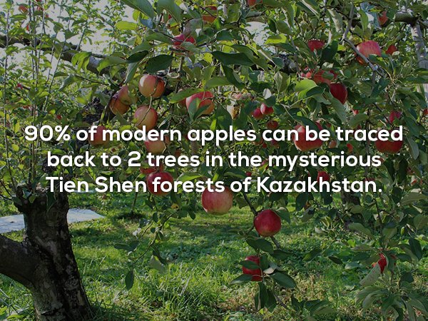 beautiful fruit tree - 90% of modern apples can be traced back to 2 trees in the mysterious Tien Shen forests of Kazakhstan.