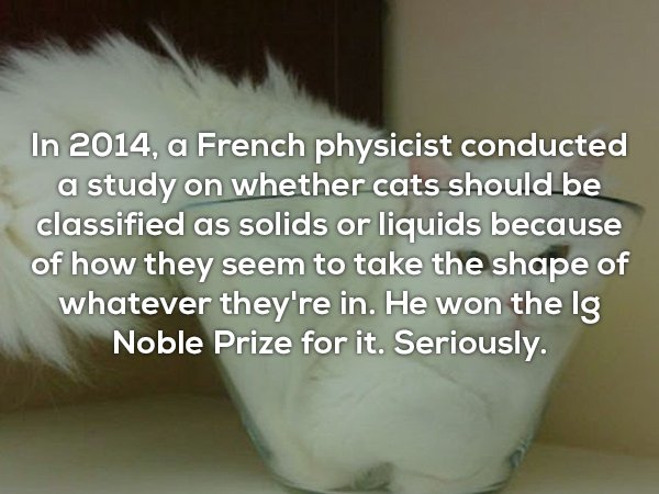 photo caption - In 2014, a French physicist conducted a study on whether cats should be classified as solids or liquids because of how they seem to take the shape of whatever they're in. He won the lg Noble Prize for it. Seriously.