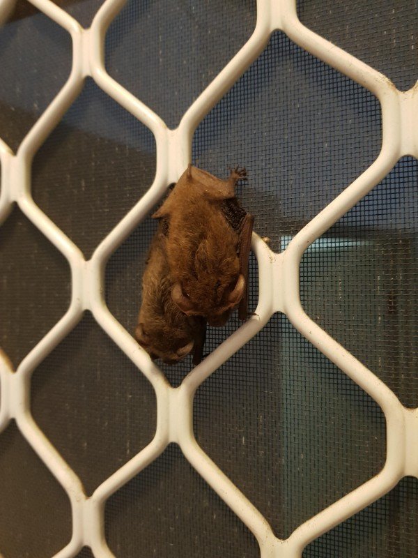 When I came home from work there were bats on my door.