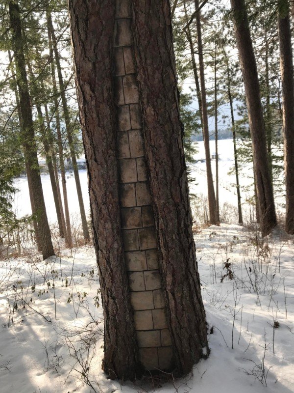 Bricks in a tree.