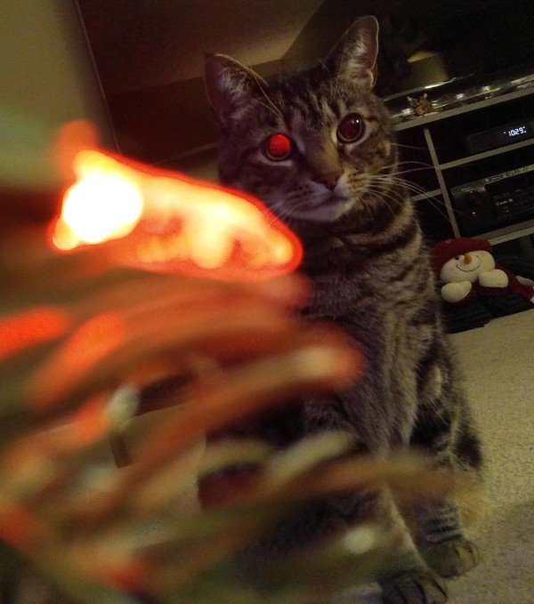 “The reflection of the christmas tree light makes my cat look like the Terminator.”