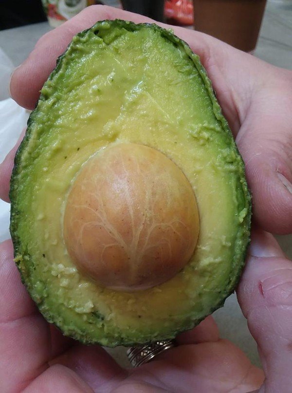 An avocado seed has a picture of a tree on it.