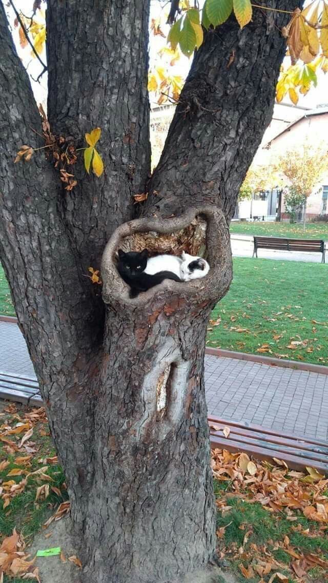 cats in trees