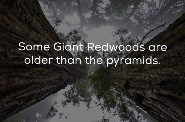 Coast redwood - Some Giant Redwoods are older than the pyramids.