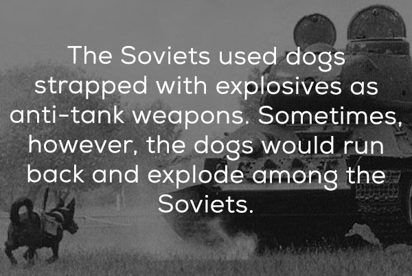 monochrome photography - The Soviets used dogs strapped with explosives as antitank weapons. Sometimes, however, the dogs would run back and explode among the Soviets.