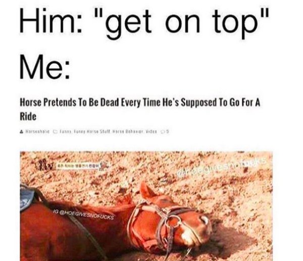 memes - dirty mind dirty memes - Him "get on top" Me Horse Pretends To Be Dead Every Time He's Supposed To Go For A Ride Ig Givesnofucks
