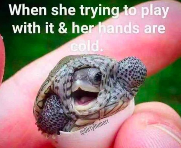 memes - happy baby turtle - When she trying to play with it & her hands are cold.