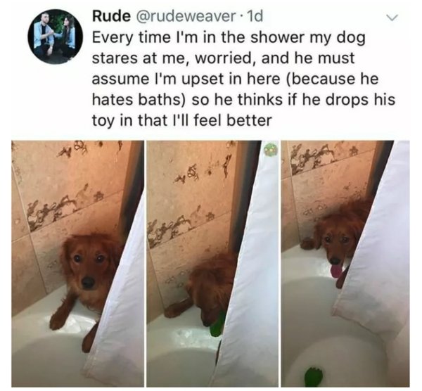 wholesome dog memes - Rude . 1d Every time I'm in the shower my dog stares at me, worried, and he must assume I'm upset in here because he hates baths so he thinks if he drops his toy in that I'll feel better