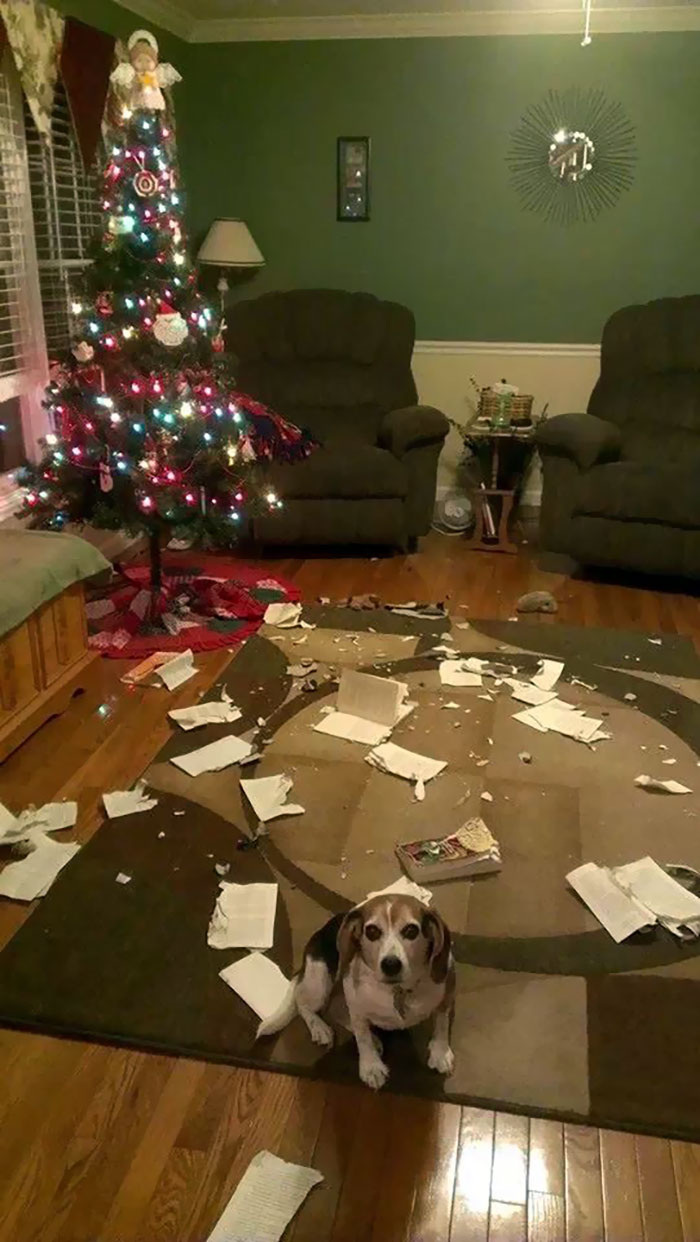dogs ruining christmas