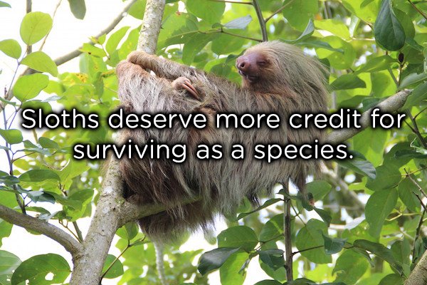 sloth in amazon rainforest - Sloths deserve more credit for surviving as a species.