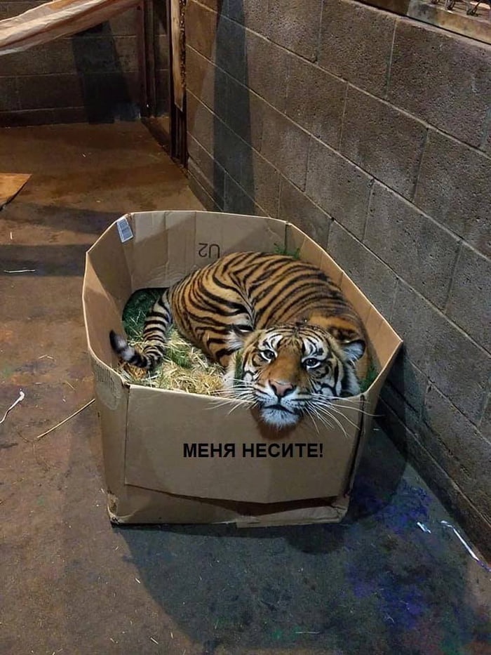 memes - if i fits i sits big cats