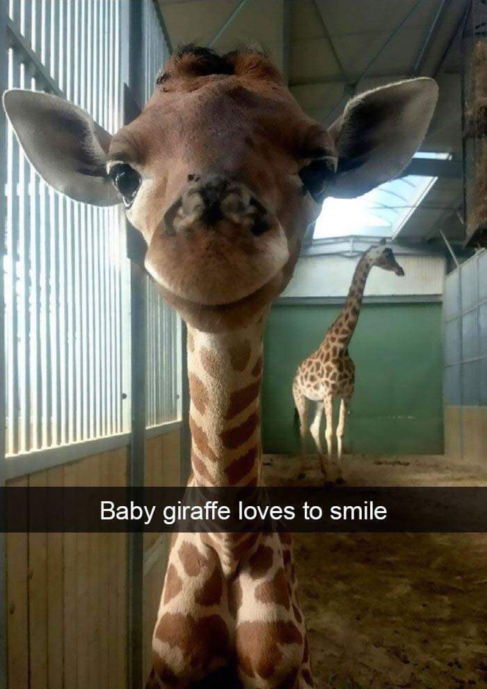 memes - funny zoo animals - Baby giraffe loves to smile