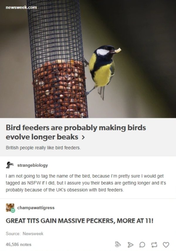 Bird - newsweek.com Bird feeders are probably making birds evolve longer beaks > British people really bird feeders. strangebiology I am not going to tag the name of the bird, because I'm pretty sure I would get tagged as Nsfw if I did, but I assure you t