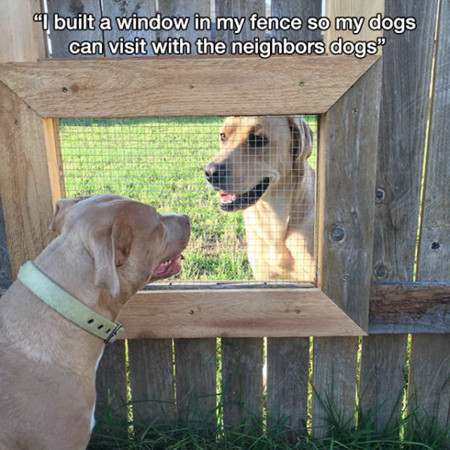 dog window in fence - "I built a window in my fence so my dogs can visit with the neighbors dogs"