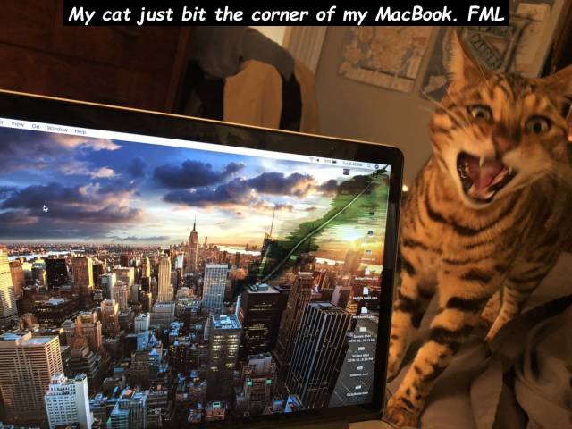 cat biting laptop - My cat just bit the corner of my MacBook. Fml