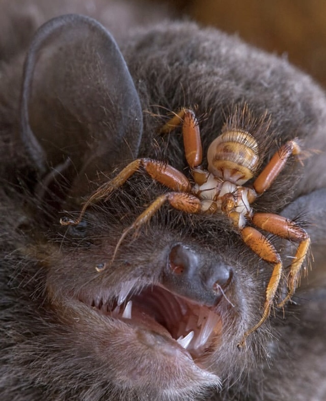 bat fly parasite