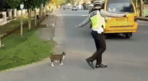 “Respect to the police officer, and the cat also looks cute and obedient.”