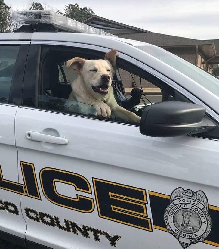 “This dog got lost in my city. The police helped him find his family!”