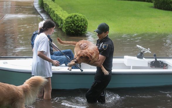 After hurricane Harvey, a flood covered the area and this cop risked his life to save a dog.