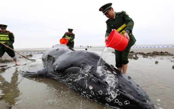 These policemen helped a stranded whale by pouring water over it.