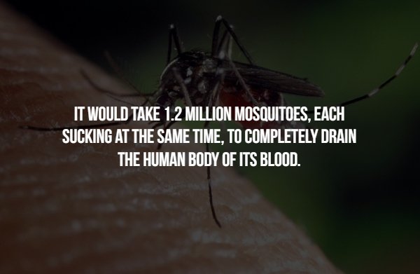 mosquito - It Would Take 1.2 Million Mosquitoes, Each Sucking At The Same Time, To Completely Drain The Human Body Of Its Blood.