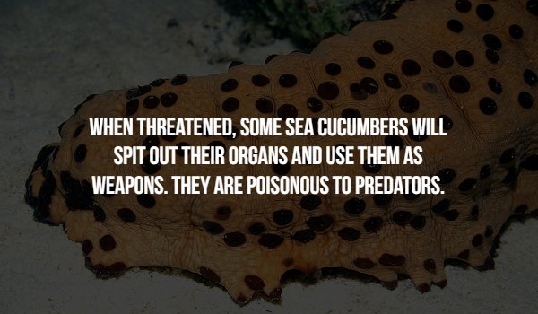 chocolate chip sea cucumber - When Threatened, Some Sea Cucumbers Will Spit Out Their Organs And Use Them As Weapons. They Are Poisonous To Predators.