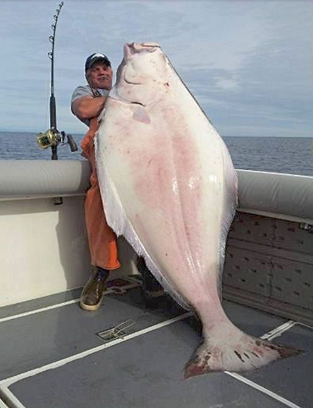 huge halibut fish