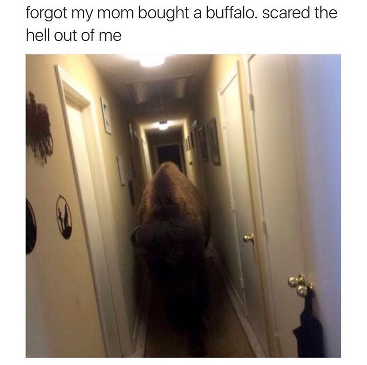 forgot my mom bought a buffalo - forgot my mom bought a buffalo. scared the hell out of me