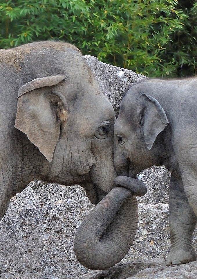 baby indian elephant