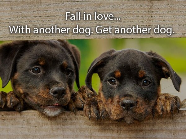 Fall in love... With another dog. Get another dog.