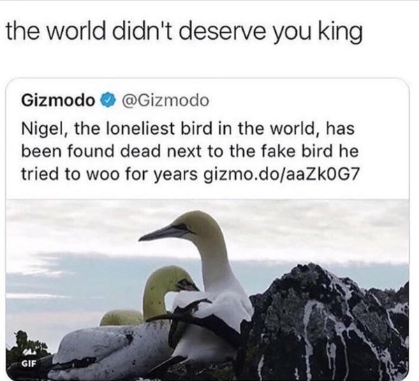 world didn t deserve you king - the world didn't deserve you king Gizmodo Nigel, the loneliest bird in the world, has been found dead next to the fake bird he tried to woo for years gizmo.doaaZkoG7