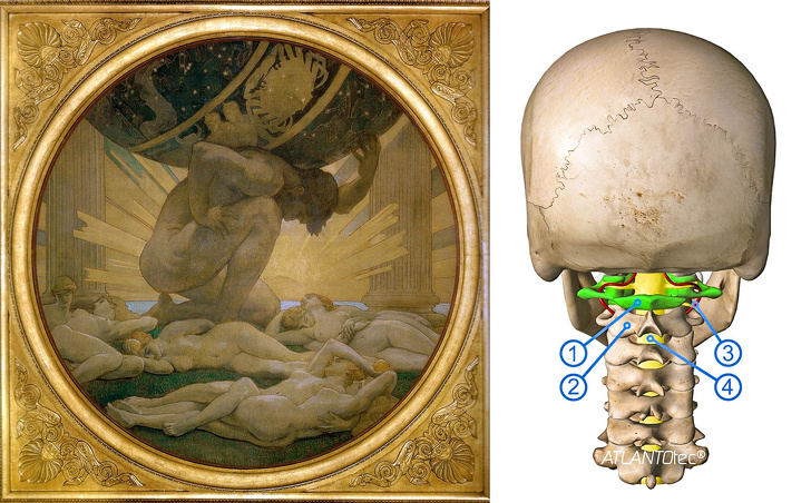 “I found out that the C1 (first cervical) vertebra is called the atlas because it supports the globe of the head, just like Atlas who was a Titan condemned to hold the earth up after the Titan War.”