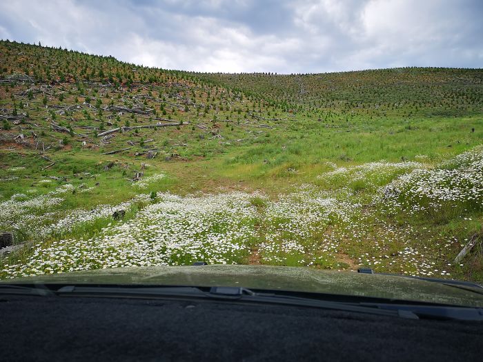 “The road google maps took me down initially… this road hadn’t been traveled for a while D: This is in a pine plantation – hence all the felled trees.”