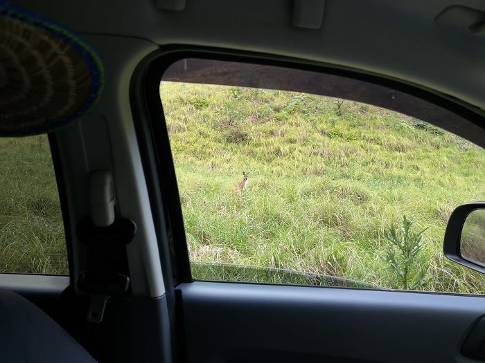 “Allo there. The kangaroos here were pretty laid back and didn’t really care that I was driving up next to them.”