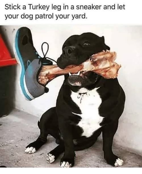 put a trainer on a dog bone - Stick a Turkey leg in a sneaker and let your dog patrol your yard.
