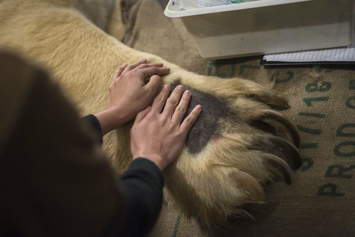 Polar Bear Paw Compared To Human Hands