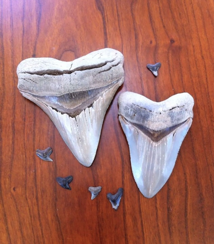 Shark Teeth Found By My Kids Vs. Megalodon Teeth Found By My Parents