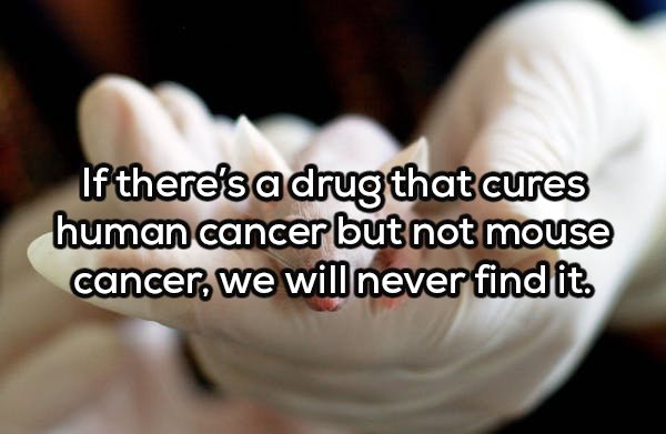 nail - If there's a drug that cures human cancer but not mouse cancer, we will never find it.