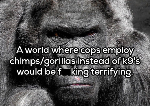 A world where cops employ chimpsgorillas instead of k9's would be f king terrifying.